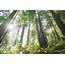 Muir Woods National Monument Travel  California USA Lonely Planet
