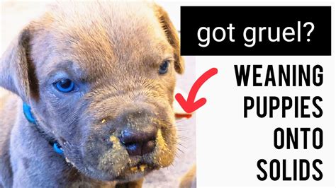Talk to your veterinarian for guidance when you notice your puppy chewing on the bottle. Weaning Puppies onto Solids - Watch our puppies eat their ...