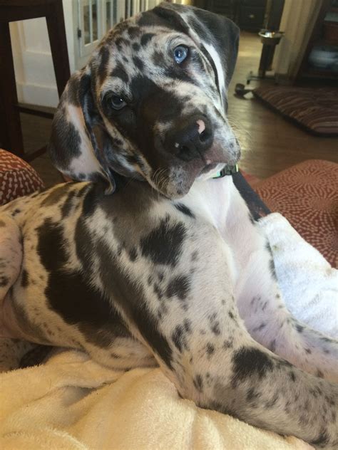 Our Harlequin Great Dane Puppy Piper Great Dane Dogs I Love Dogs Cute
