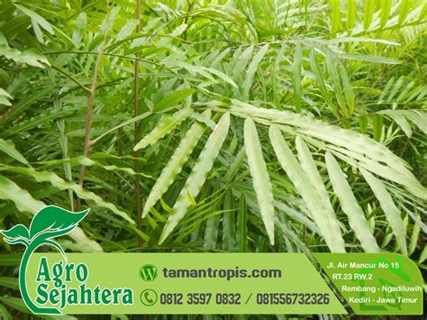 Check spelling or type a new query. Gambar Daun Estetik - Gambar Bagian Tumbuhan