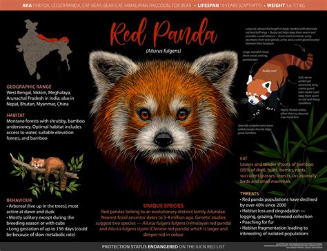 Red Panda Facts Lifespan And Behaviour Roundglass Sustain