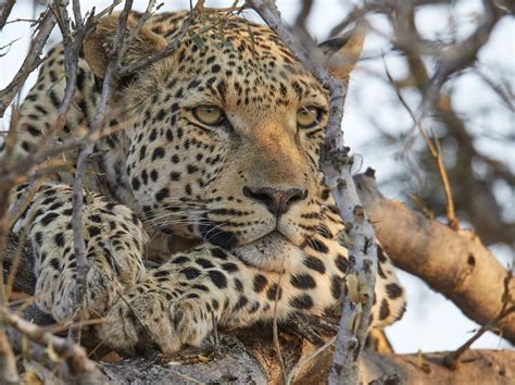 Male Leopard Resting On A Tree Smithsonian Photo Contest