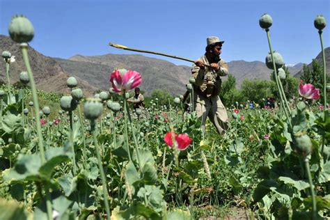 Afghan Opium Cultivation Rises To Record Levels The New York Times