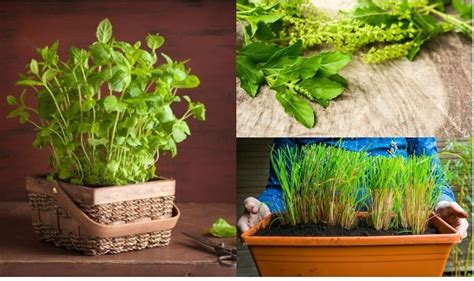 Indian Medicinal Plants 5 Medicinal Herbs You Must Plant In Your