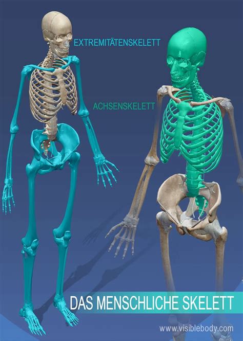 Skelett Mensch • Menschliches Skelett Aufbau Und Funktion · Mit