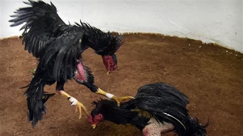 Rooster Kills Police Officer In An Anti Illegal Cockfighting Raid In Philippines Web Top News