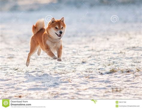 Shiba Inu Dog On Snow Stock Photo Image Of Focus