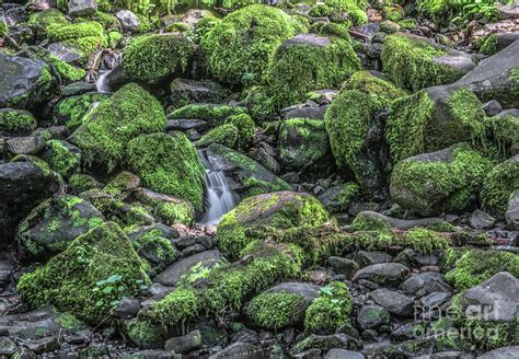 Mossy Rocks Photograph By Jim Chamberlain Fine Art America