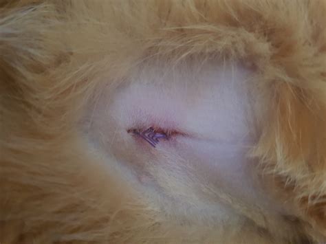 Spayed Cat Opened Her Incision Thecatsite