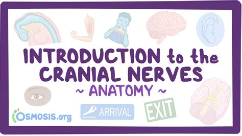Introduction To The Cranial Nerves Video And Anatomy Osmosis