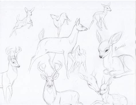 Bambideer Sketches By Mysteriouswhitewolf On Deviantart