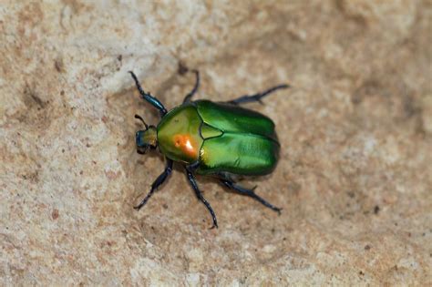 Olivegreen Flower Chafer Photograph By Photostock Israel Pixels