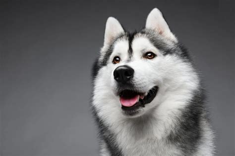 49 Siberian Husky Dog Pictures Images And Wallpapers
