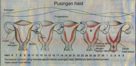 Kitaran haid adalah julat hari dari hari pertama haid hingga hari pertama haid yang akan datang. KETAHUI KITARAN HAID DAN WAKTU SUBUR ANDA | Kotak Vitamin Saya