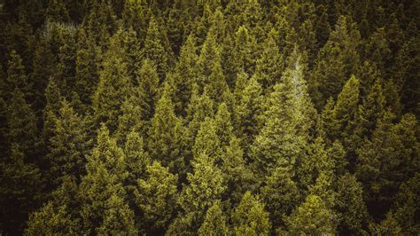 Forest Path Spruce Trees 4k Hd Wallpaper