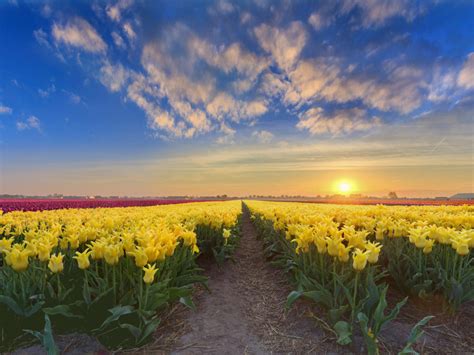 Gold Sunset Netherlands Spring Flowers Plantation With Yellow Red And