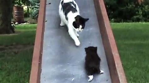 Kittens On A Slide Video Dawn Productions