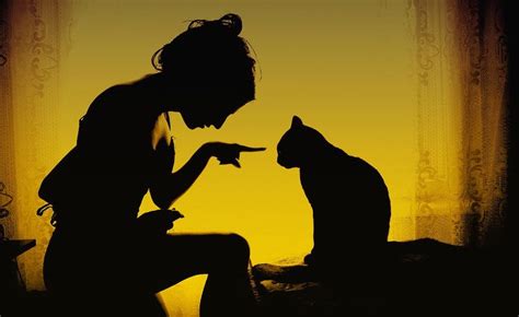 500px Iso Unbelievable Photography Best Photos Of 2013 Cats Catwoman Crazy Cat Lady Crazy