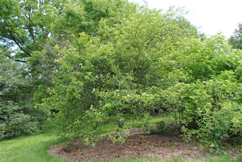 Photo Of The Entire Plant Of Sweet Crabapple Malus Coronaria Posted