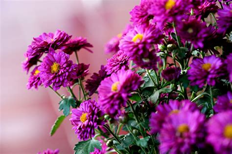 Free Images Petal Purple Flower Arranging Herbaceous Plant