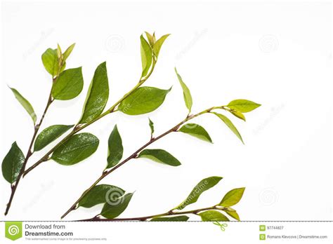 Green Branch With Leaves Stock Image Image Of Fresh 97744827
