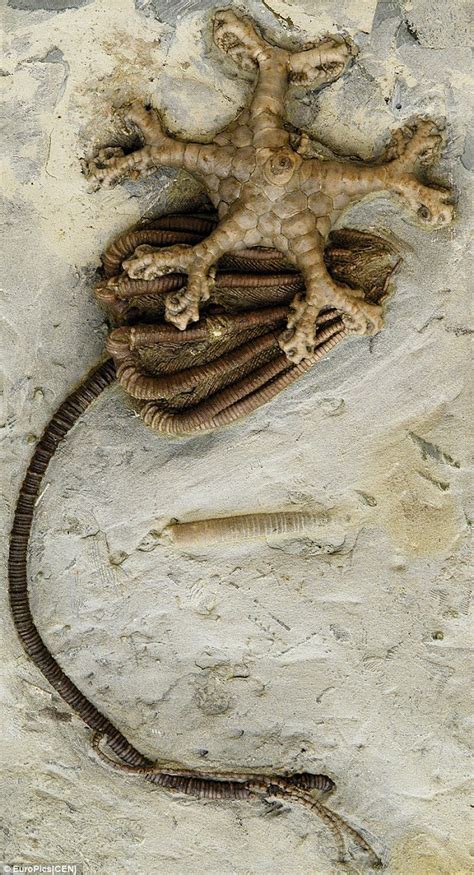 The 300 Million Year Old Fossil That Inspired Alien Daily Mail Online