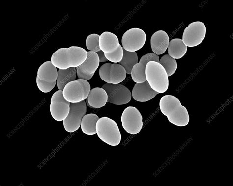 Streptococcus Pneumoniae Coccus Prokaryote Sem Stock Image C037