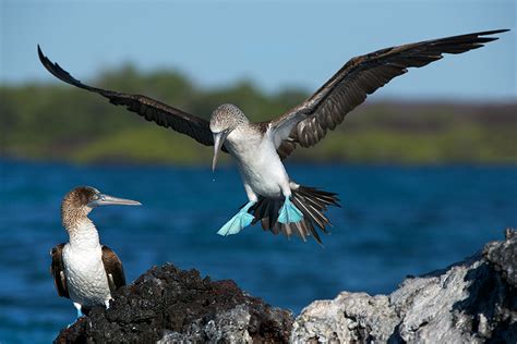 Blue Footed Booby Sean Crane Photography