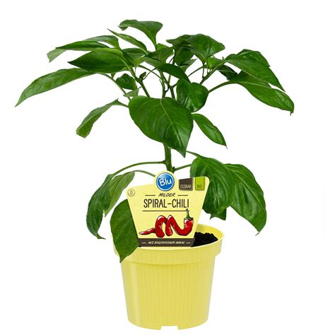 Gemüsepflanze — gemüse im supermarkt gemüsemarkt gemüse ist ein sammelbegriff für essbare pflanzenteile. Blu Bio-Gemüsepflanze Chili Milder Spiral online kaufen ...