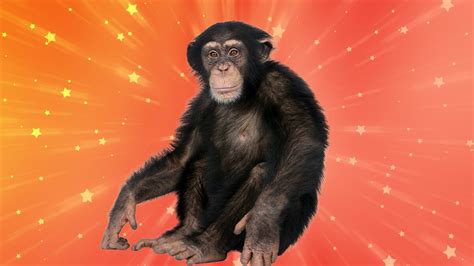 Great Apes Quiz