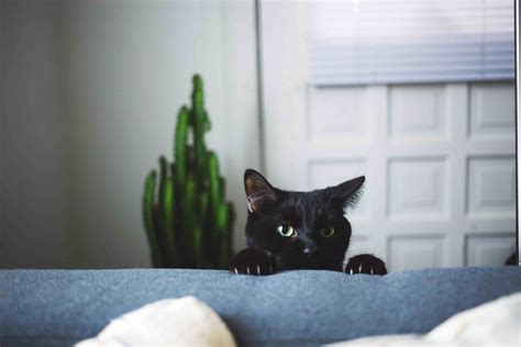 14 Black Cats Who Are All Of Us