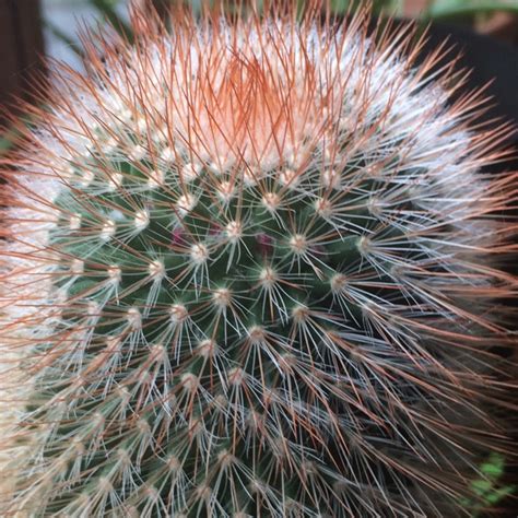 A step by step guide on how to take care of your cacti and how to get them to flower. Mammillaria spinosissima f. rubrispina, Red Headed ...