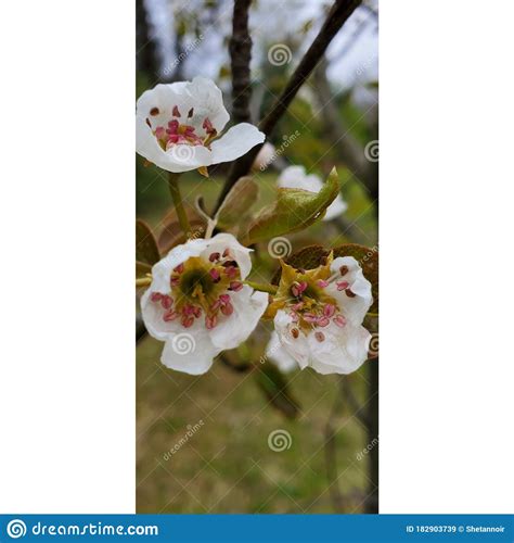 White Cherry Blossoms With Rain Drops Stock Image Image Of Blossom