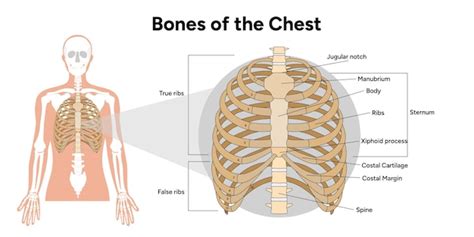 Knochen Der Brust Menschliche Anatomie Medizinisches Diagramm