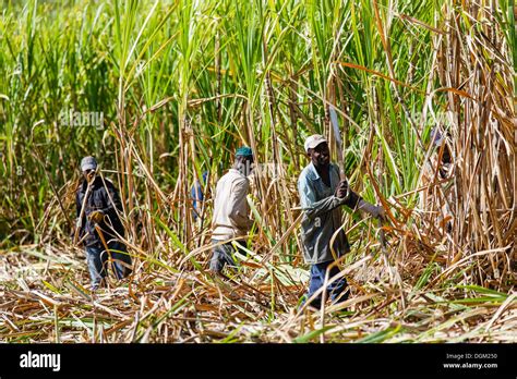 Los Trabajadores Cortando Caña De Azúcar Grande Terre Isla De
