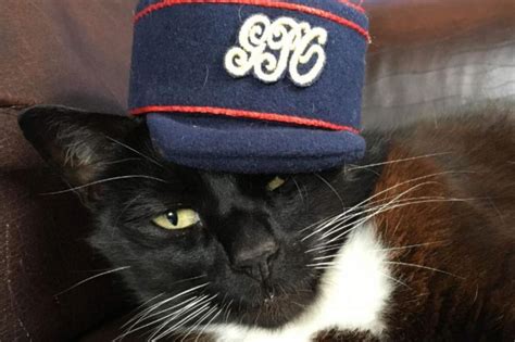 Cat Elected As Mayor Of A Small Town In Michigan