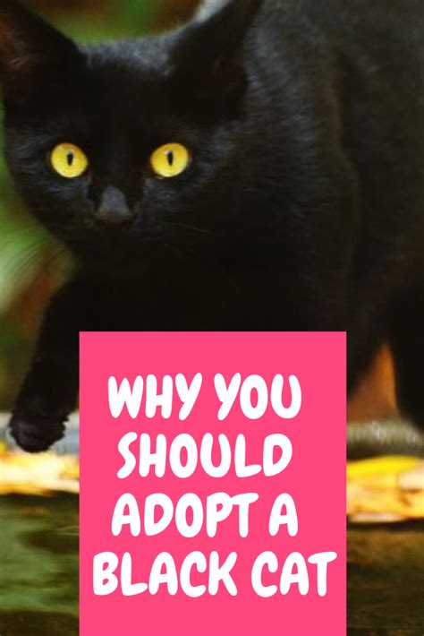 10 Reasons Why You Should Definitely Adopt A Black Cat Black Cat