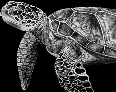 Image Result For How To Draw A Realistic Sea Turtle Sea Turtle Drawing Sea Creatures Drawing