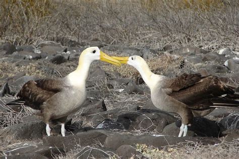 9 Bizarre Bird Mating Rituals Mental Floss