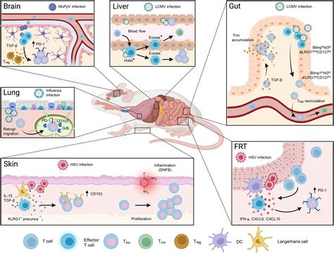 The Evolving Role Of Tissue Resident Memory T Cells In Infections And