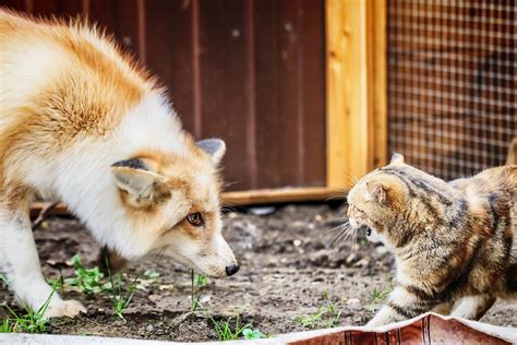 Do Foxes Eat Cats How To Keep Your Pets Safe All Things