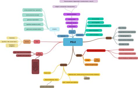 Mapa Mental Estrutura Da Pele Histologia Tecido Epitelial