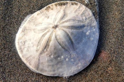 Sand Dollar Found On Mexican Beach Declared Worlds Largest