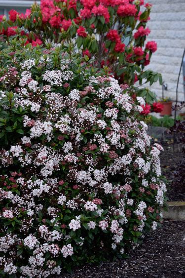 Though most of the flowering shrubs in my garden are deciduous, the silk tassel shrub, garrya elliptica , is a notable evergreen exception. Go Gardening - Helping New Zealand Grow - Garden ...