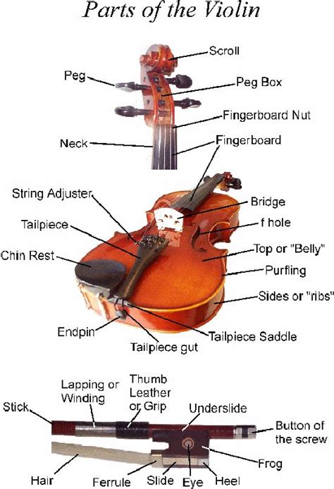 1000 Images About Parts Of The Violin On Pinterest English Violin