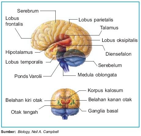 Fungsi Otak Manusia Struktur Anatomi Bagian