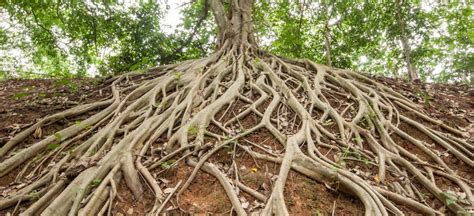 Gettin Deep Proper Root Fertilization For Trees And Shrubs Premier