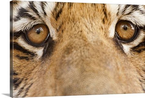 Close Up Of Tigers Eyes Photo Canvas Print Great Big Canvas