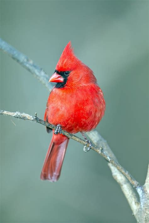 Male Northern Cardinal Stock Image Image Of Bird Wildlife 17596909