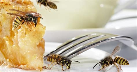 3 astuces simples et naturelles pour repousser les guêpes quand on est
